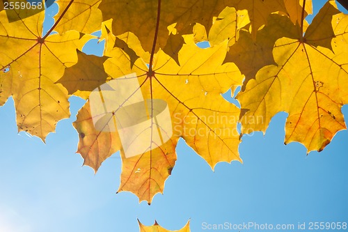 Image of Autumn