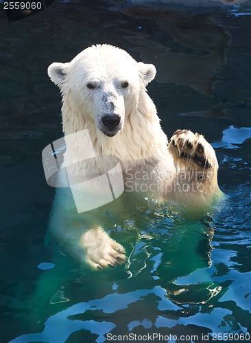 Image of Polar bear
