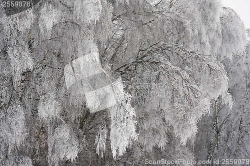 Image of Winter forest