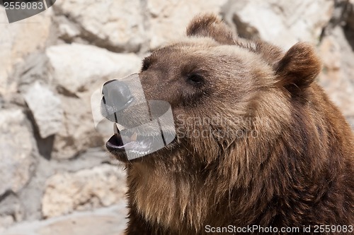 Image of Bear