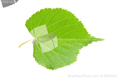 Image of Green leaf