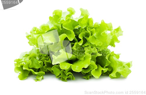 Image of Lettuce