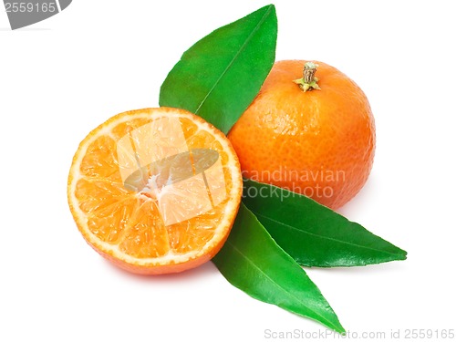 Image of Tangerines