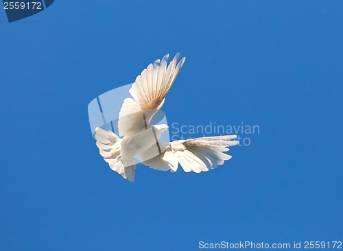 Image of White pigeon