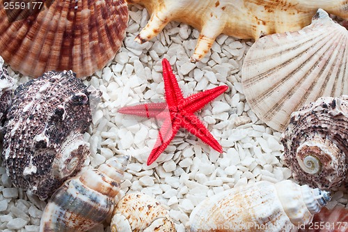 Image of Seashells