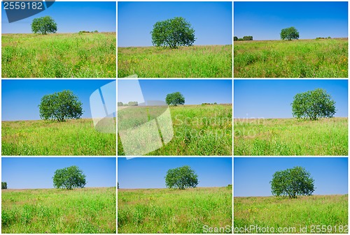 Image of Tree and field