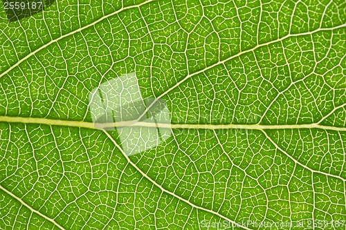 Image of Green leaf