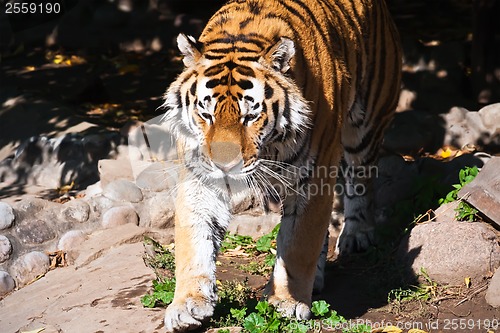 Image of Tiger