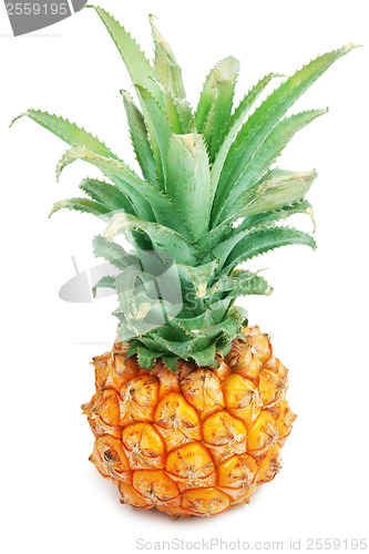 Image of Pineapple