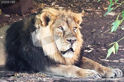 Image of Lion