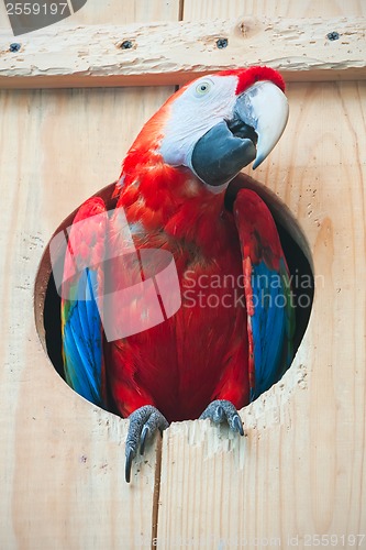 Image of Ara parrot