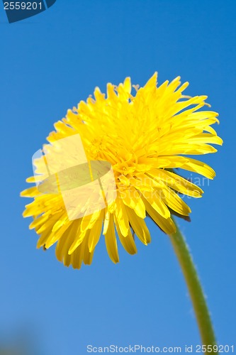 Image of Dandelion