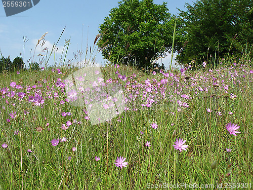 Image of Fields and meadows