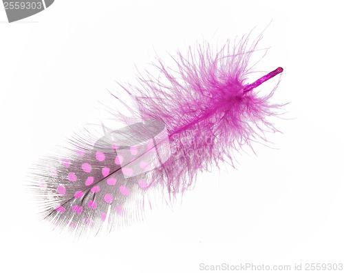 Image of Guinea fowl feather in purple on a white background