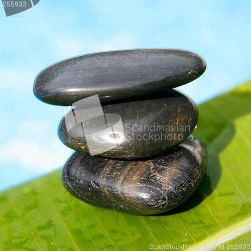 Image of Tropical Zen