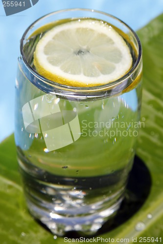 Image of Summer Lemonade