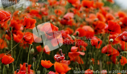 Image of Red poppies