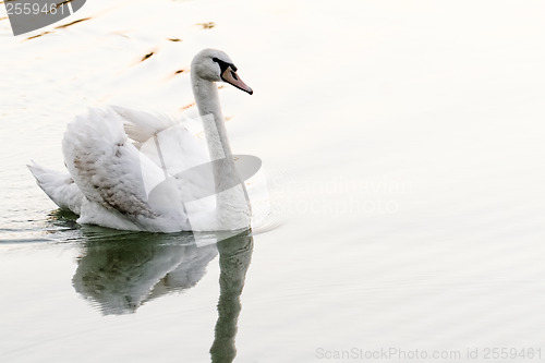 Image of Lonely swan