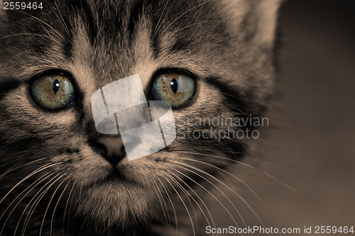 Image of Tabby kitten