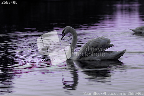 Image of Lonely swan