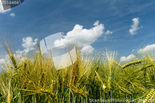 Image of Green and yellow wheat