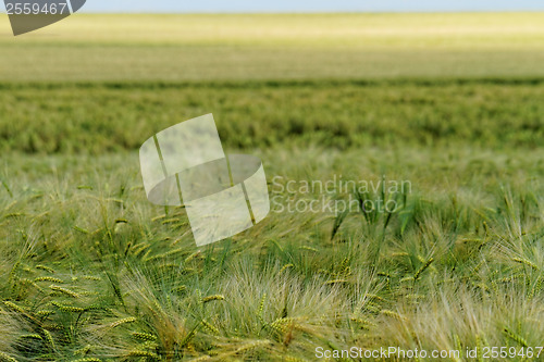 Image of Green and yellow wheat