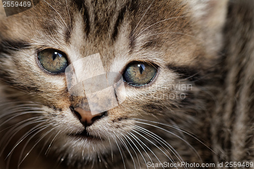 Image of Tabby kitten