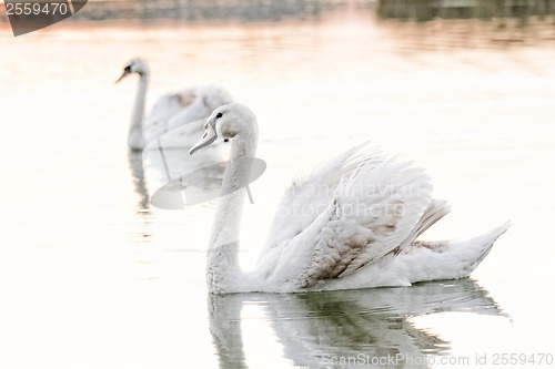 Image of Lonely swan