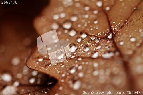 Image of Fallen leaves covered with raindrops