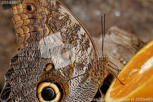 Image of Macro photograph of a butterfly 