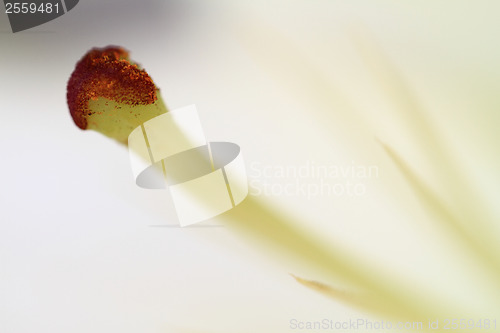 Image of Flower blurred
