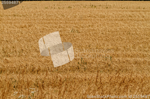 Image of Fields of wheat