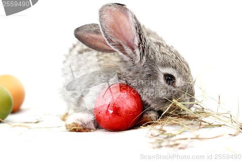 Image of Gray rabbit