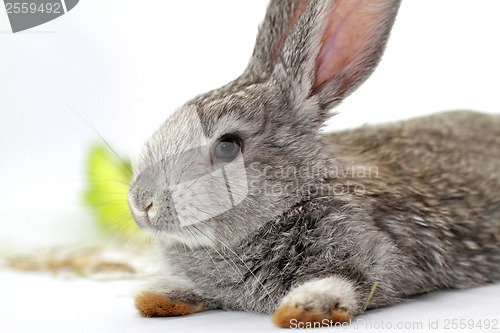 Image of Gray rabbit