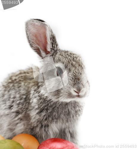 Image of Gray rabbit