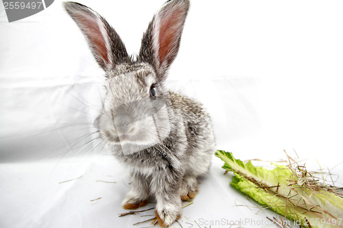 Image of Gray rabbit