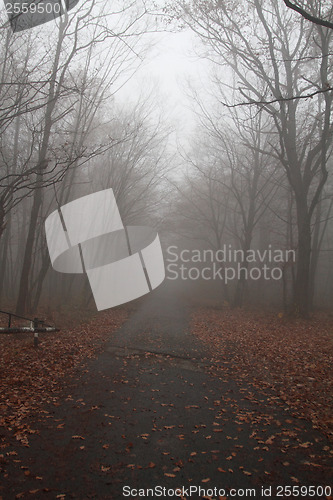 Image of Road in the foggy 