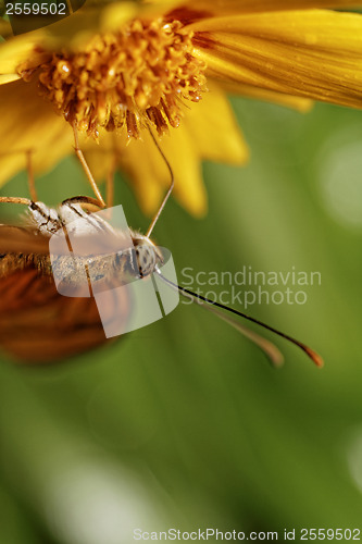 Image of Orange butterfly