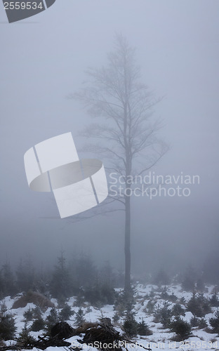 Image of Tree and fog