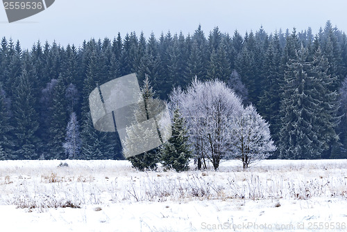 Image of Trees and meadow