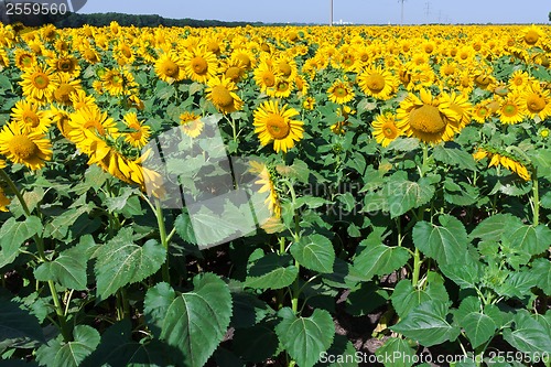 Image of Sunflowers
