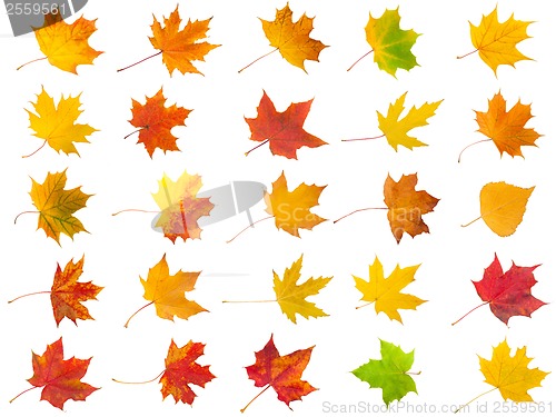Image of Maple leaves