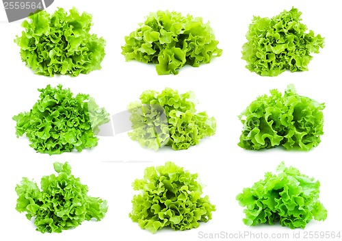 Image of Lettuce