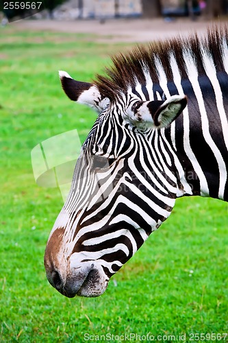 Image of Zebra