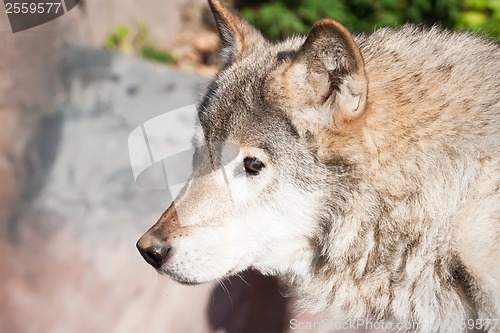 Image of Wolf