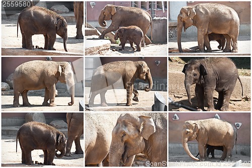 Image of Elephant