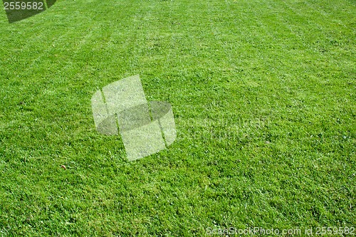 Image of Green grass