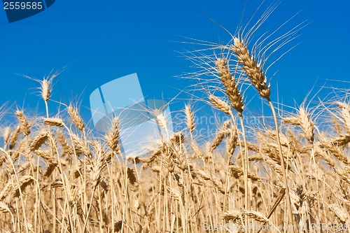 Image of Wheat field