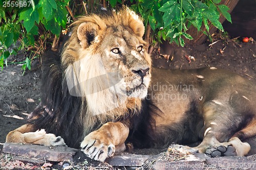 Image of Lion