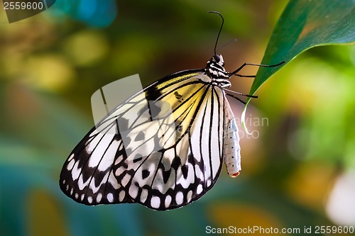 Image of Butterfly